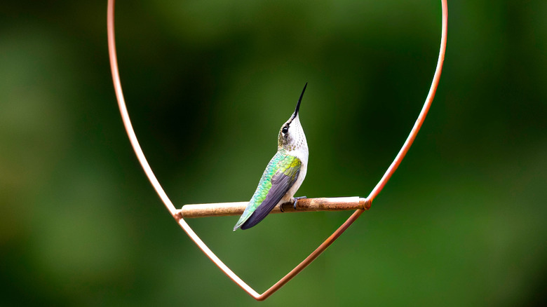 A hummingbird perched on a hummingbird swing