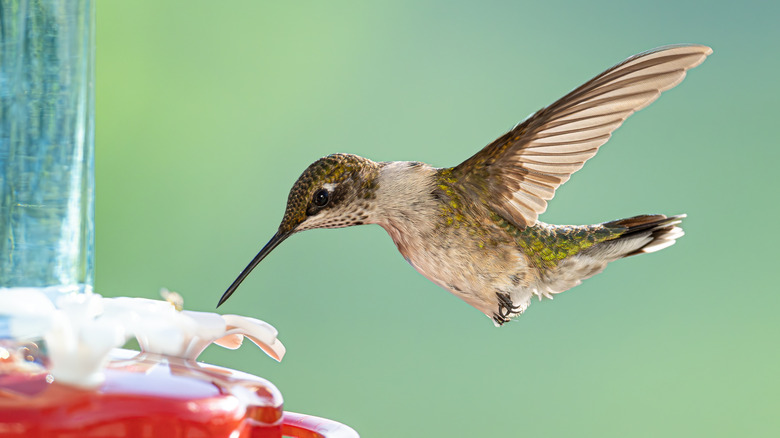 Hummingbird at a red feeder