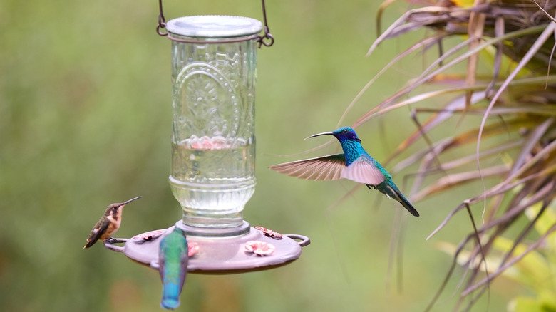 Three hummingbirds hovering or perched on a feeder
