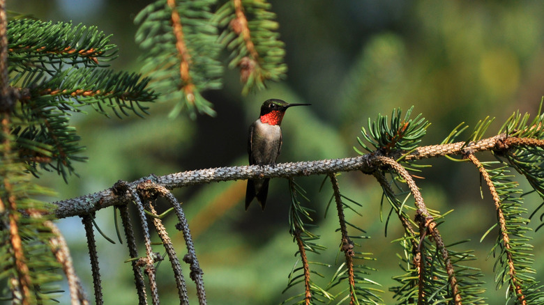 A hummingbird perched on an evergreen tree branch