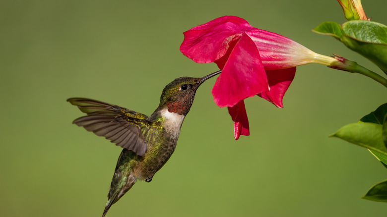 Close-up of a hummingbird drinking from a pink petunia
