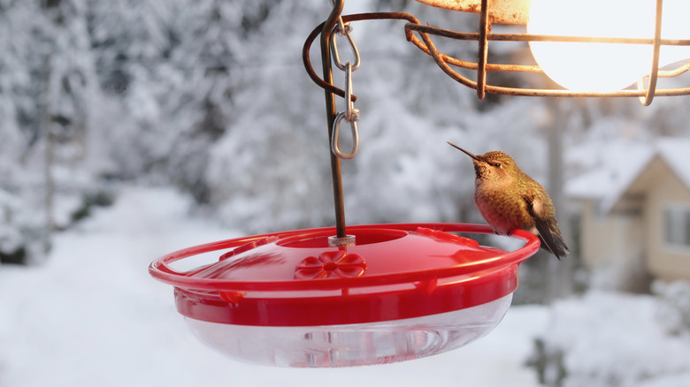 A heating lamp over a hummingbird feeder with a perched hummingbird