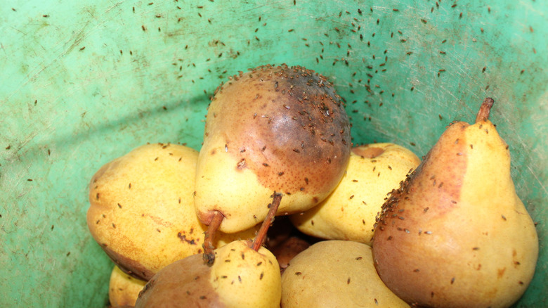 Fruit flies swarming overripe pears