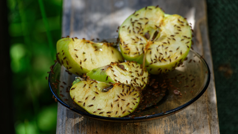 A glass dish with apples covered in fruit flies