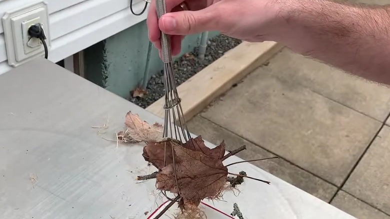 Leaves, twigs, and other nesting materials inside of a whisk
