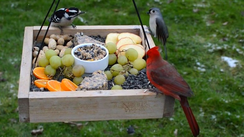 Birds eating at a wooden fruit tray feeder