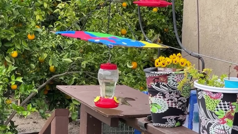 DIY hummingbird feeder cover made from a placemat