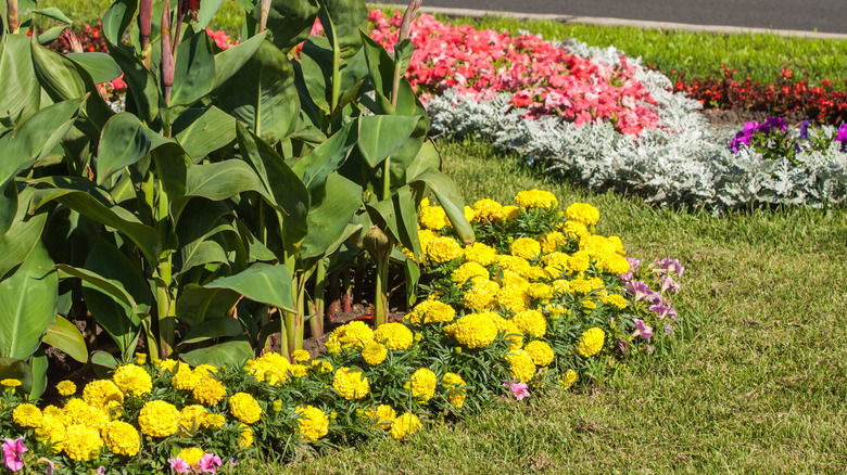 A lawn grass, flowers, and tall plants