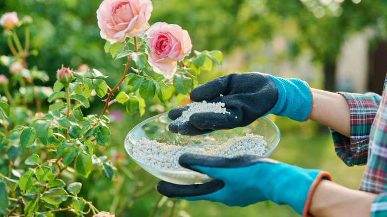 A person holding a bowl of fertilizer in front of pink roses