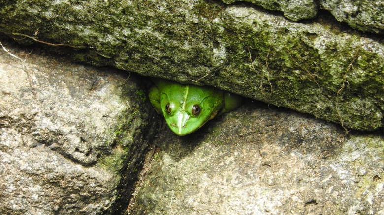 A green frog hidden between some rocks