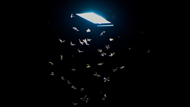 A light on in the dark with big insects flying all around it