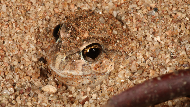 A frog burrowed in the sand