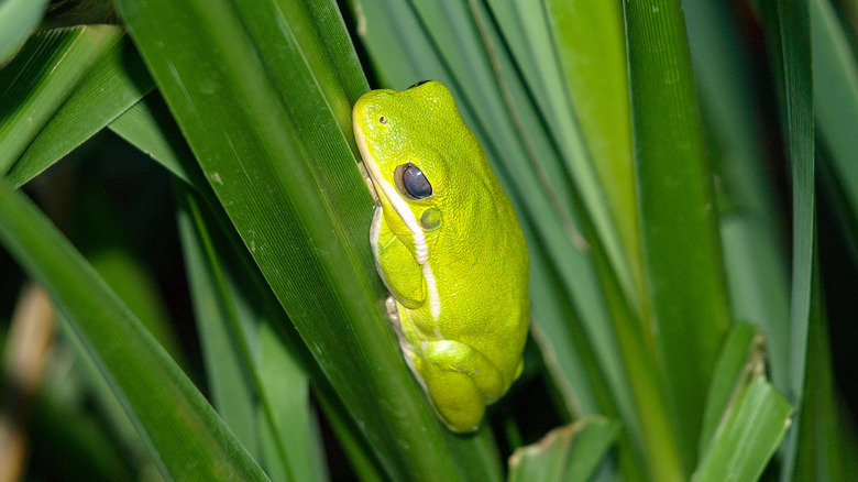 A green frog sitting on a green plant