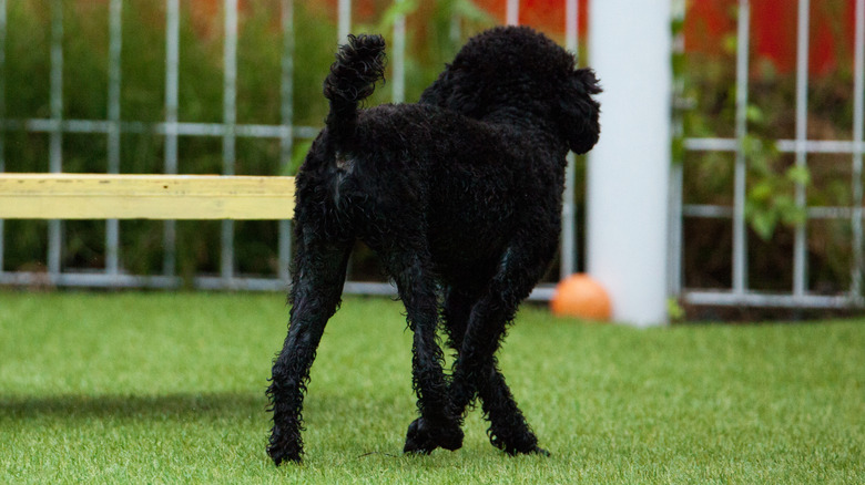 A black dog walking around in a fenced-off yard