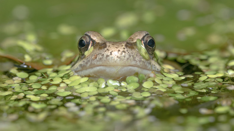 A frog in the water with its face popping up amongst a patch of duckweed