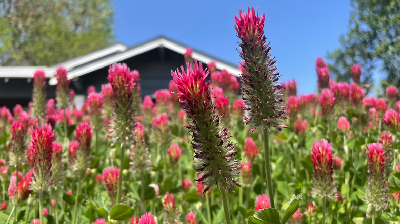A field of red clover in bloom