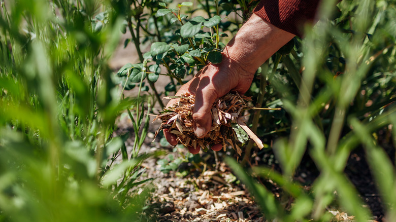 A person placing mulch around their plants with their bare hand
