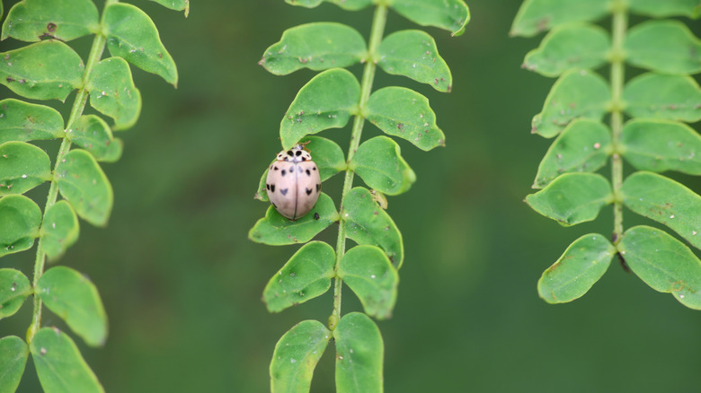 An ashy gray lady beetle crawling over plant foliage