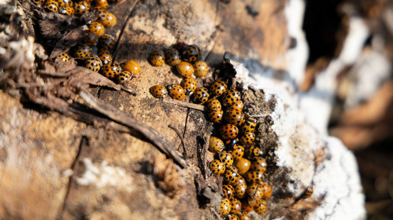 Ladybugs hibernating in winter
