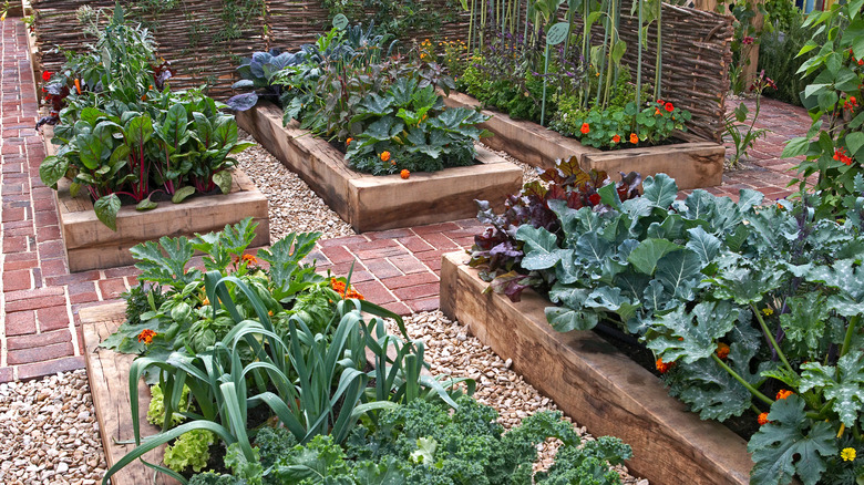 Diverse plantings in raised garden beds