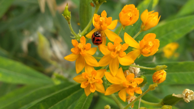 Ladybug on milkweed flowers