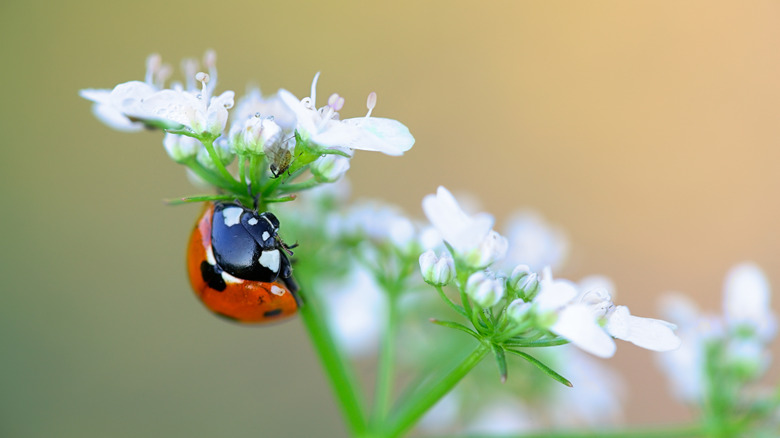 Ladybug on cilantro plant