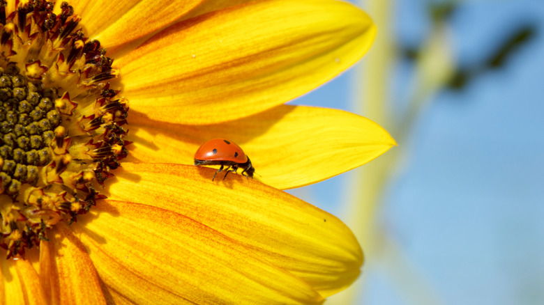 Lady beetle on sunflower petal