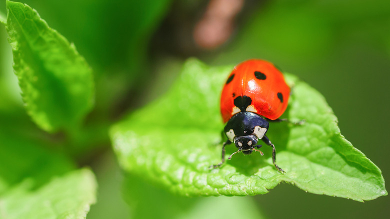 Ladybug crawling on leaf in garden