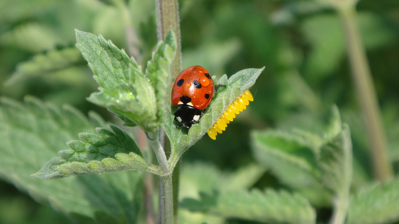 Ladybug with yellow eggs on underside of leaf