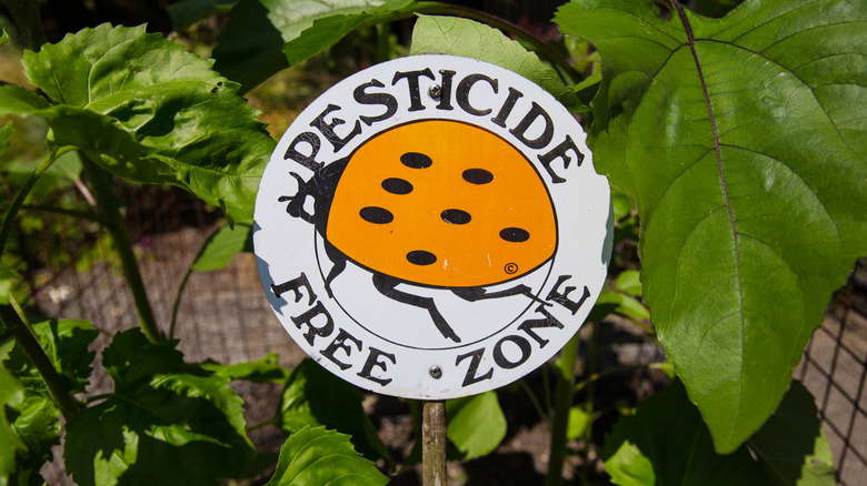Pesticide free zone sign with a ladybug image on it in a garden