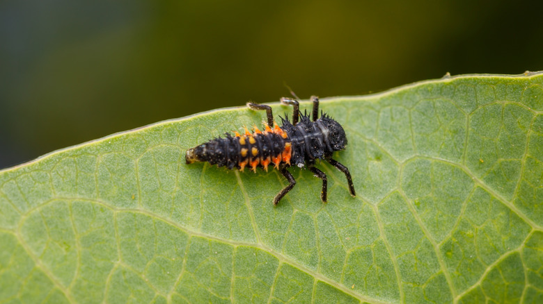 Ladybug larva on a leaf