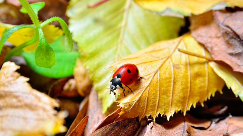 Ladybug crawling over leaf litter