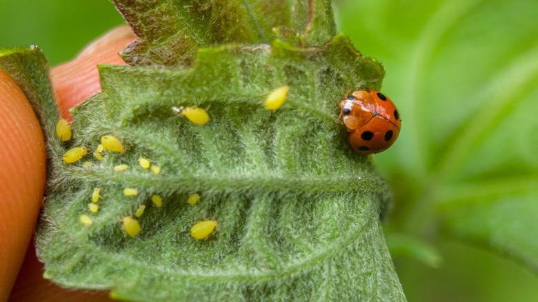 A ladybug hunting aphids on the bottom side of a leaf