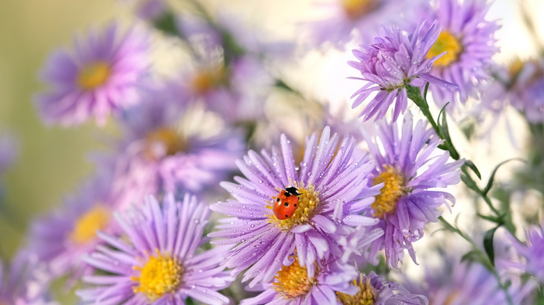 A ladybug forages for pollen and nectar on autumn-blooming aster flowers