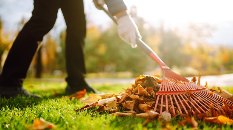 person raking leaves