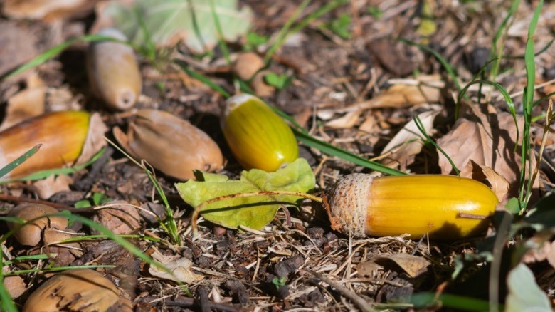 Fallen acorns laying together on ground