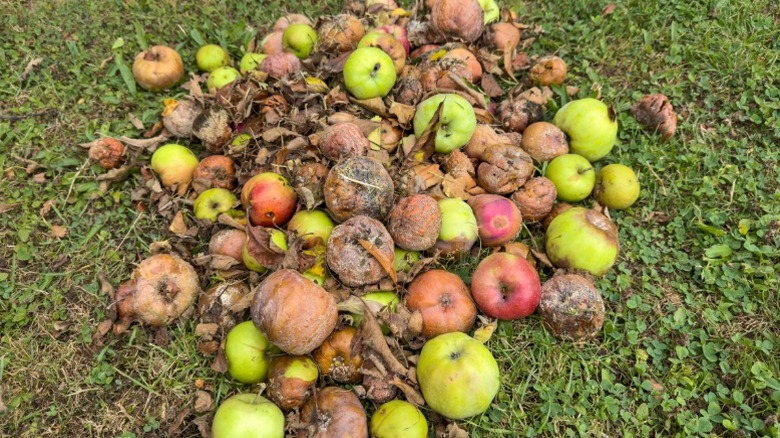 A rotting pile of apples