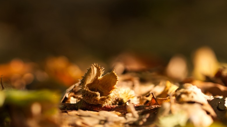 Closeup of fuzzy beechnuts