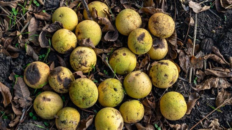 Green and round black walnuts on ground