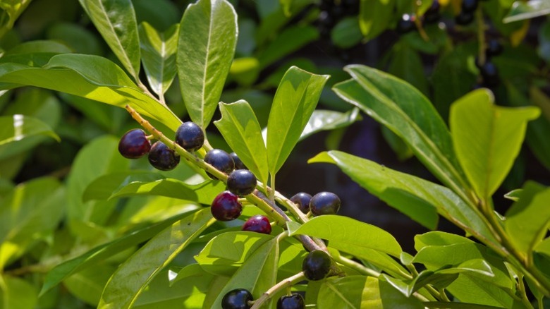 Closeup of dark purple berries on cherry laurel shrub