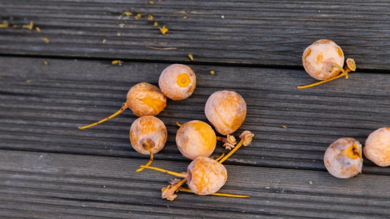 Orange ginkgo fruit fallen on a wood deck