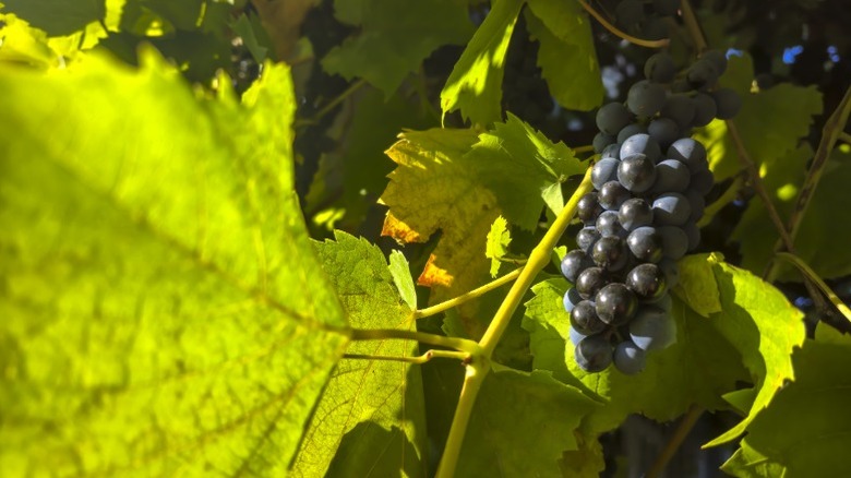 Dark colored grapes hanging on a branch