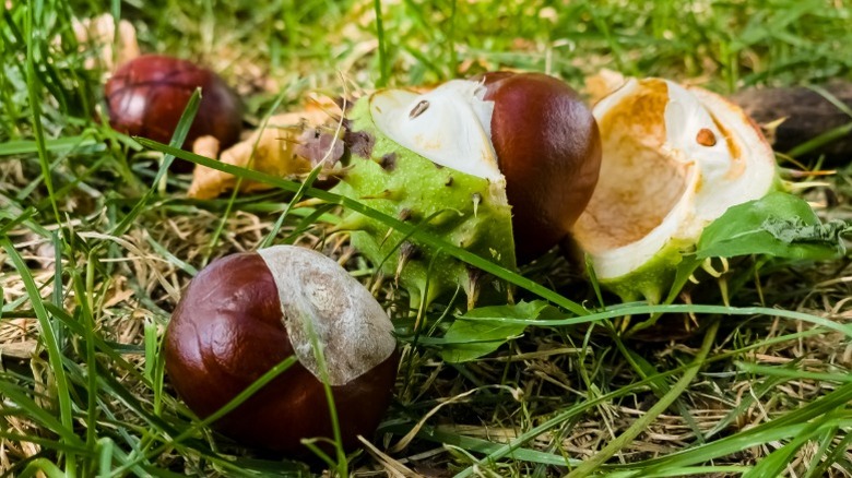 Several horse chestnuts lying broken on ground