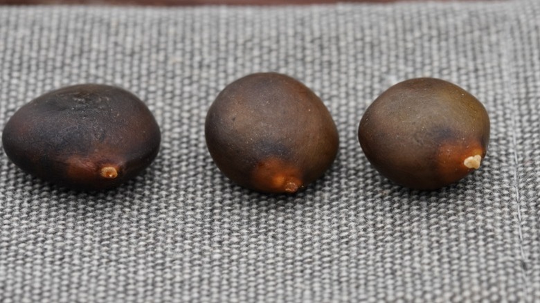 Large and round Kentucky coffeetree seeds