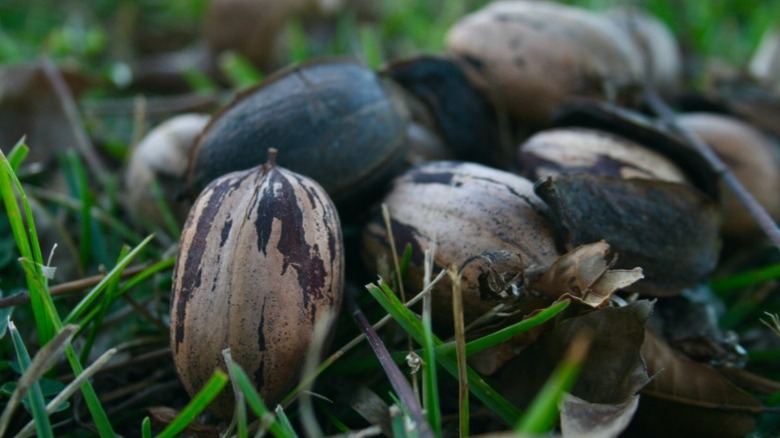 Pecans fallen on the ground