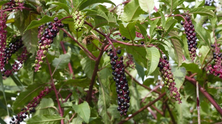 Long, purple pokeweed berries