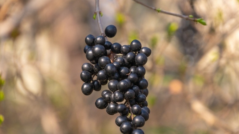 Dark privet berries hanging in a bunch