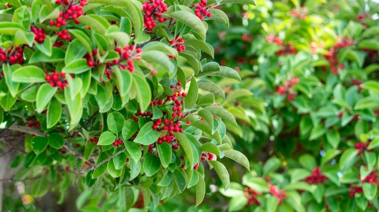 Red clusters of berries on winterberry holly shrub