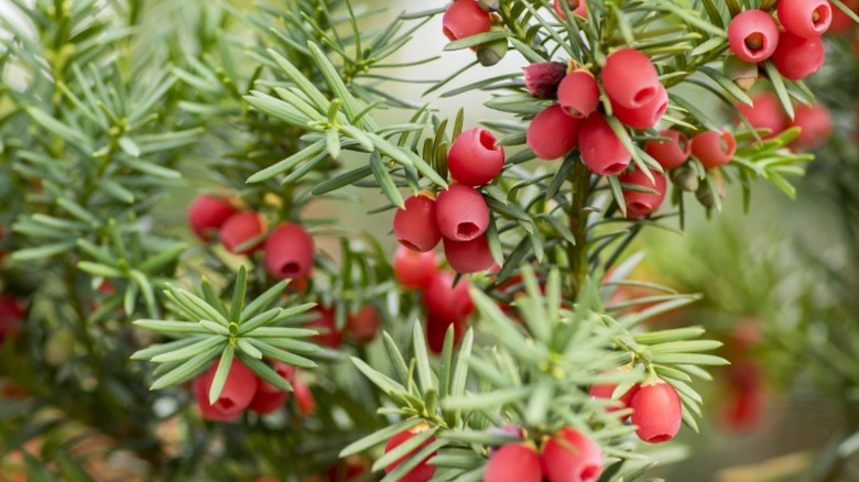 Red yew berries still on a bush