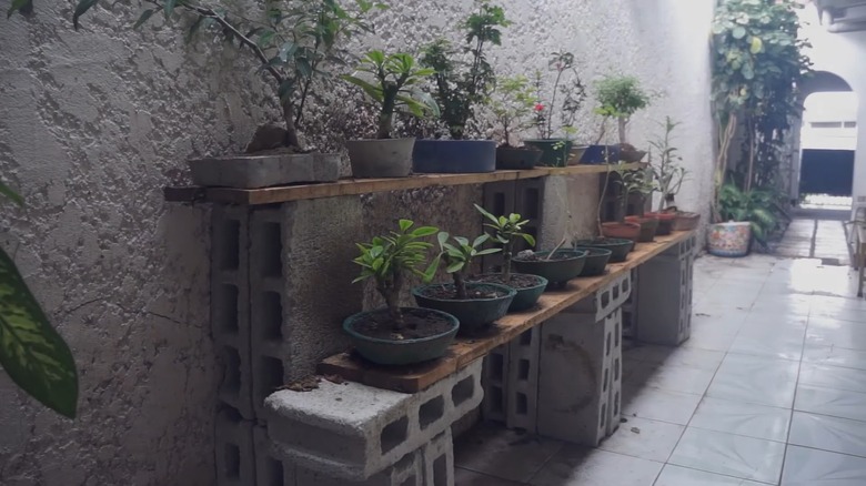 plants on cinder block shelf
